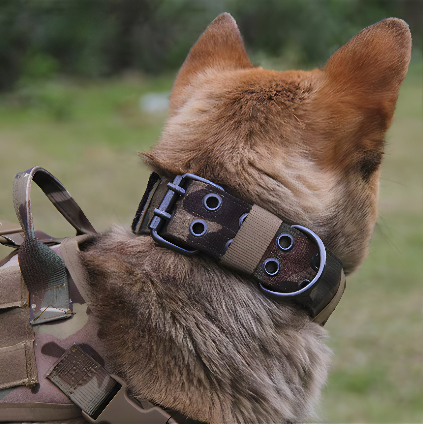 Hundhalsband robust